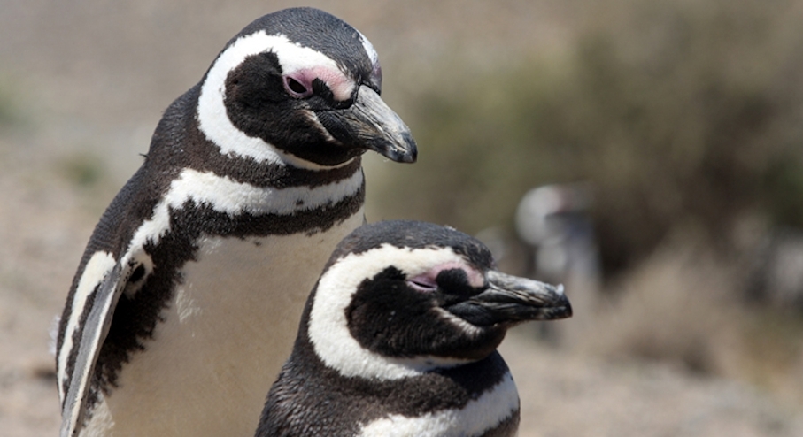 Pingüino de Humboldt Isla Damas