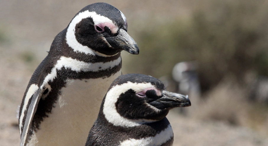 Plan Perfecto de 3 días en La Serena Pingüino de Humboldt Isla Damas