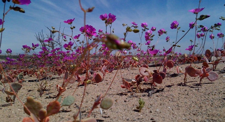 Desierto Florido en Chile