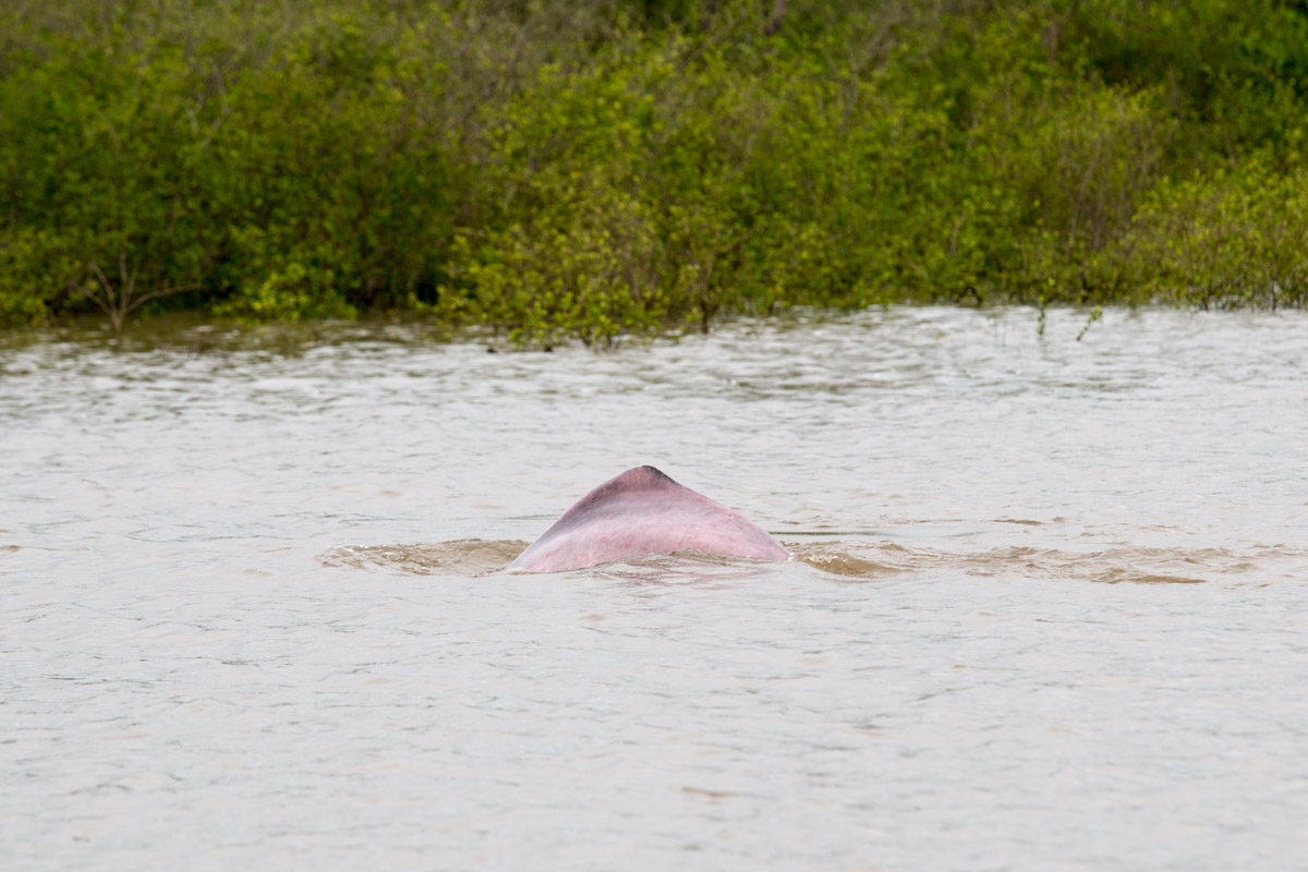 Delfín rosado