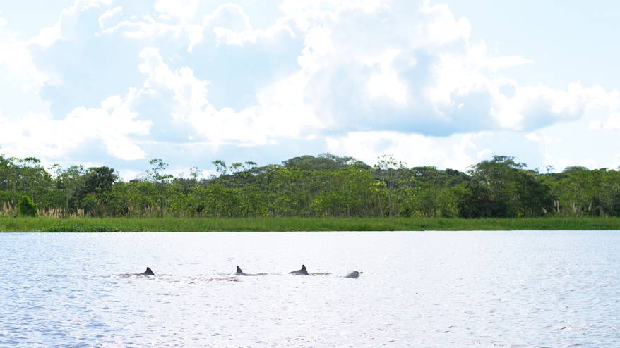 Delfines de agua dulde