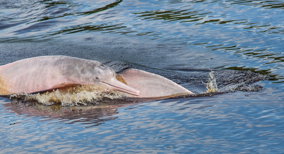 Delfines rosados