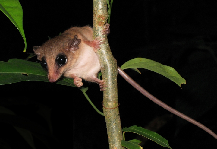 Animales nocturnos en selva amazónica colombiana