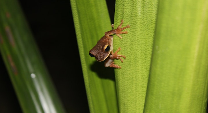 Caminata nocturna en la selva