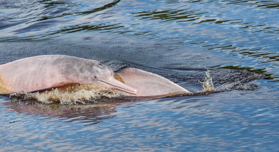 Foto Amazonía (4 días) en Leticia Delfines rosados