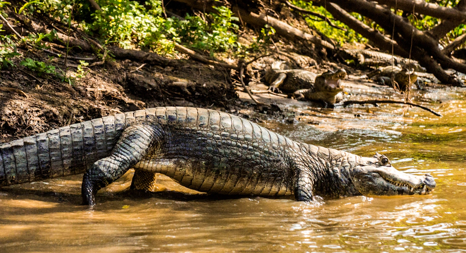 Amazonía (5 días) Caimán en Amazonía colombiana