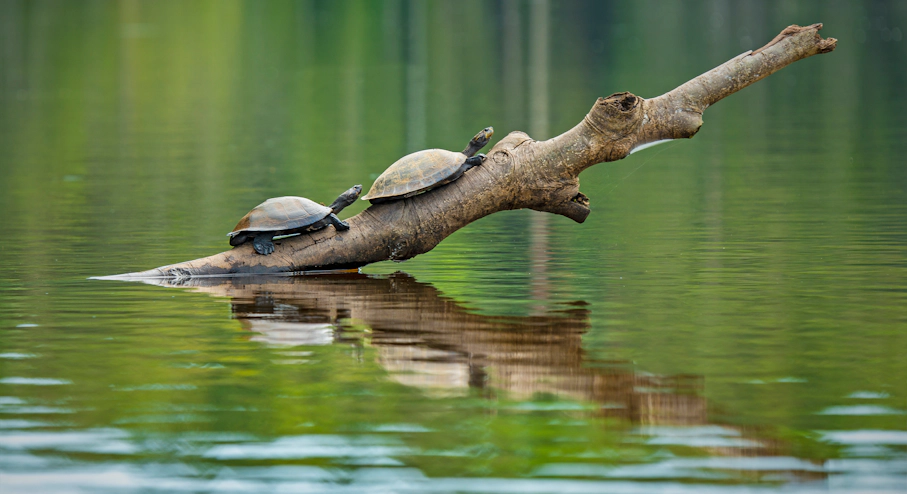 Foto Amazonía (5 días) en Leticia Tortugas en Amazonía