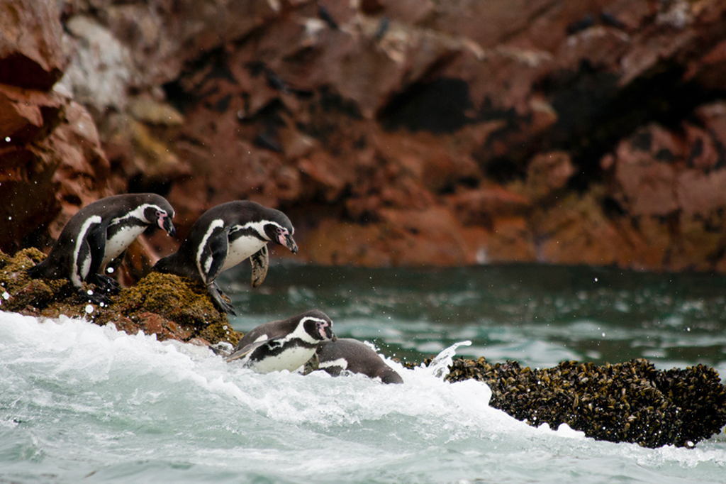 Pingüinos Islas Ballestas