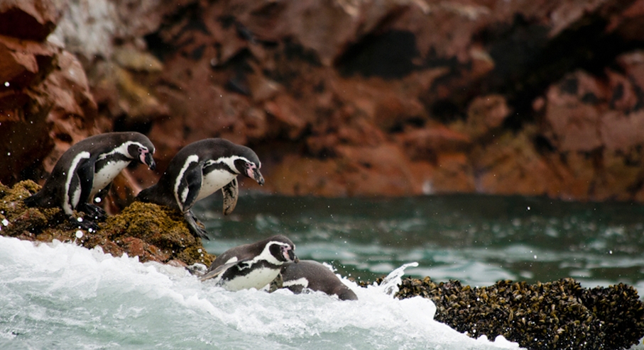 Pingüinos Islas Ballestas