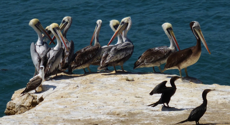 Tour Islas Pzalomino