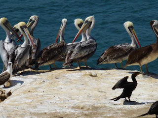 Imagen Tour Islas Palomino en Lima Tour Islas Pzalomino