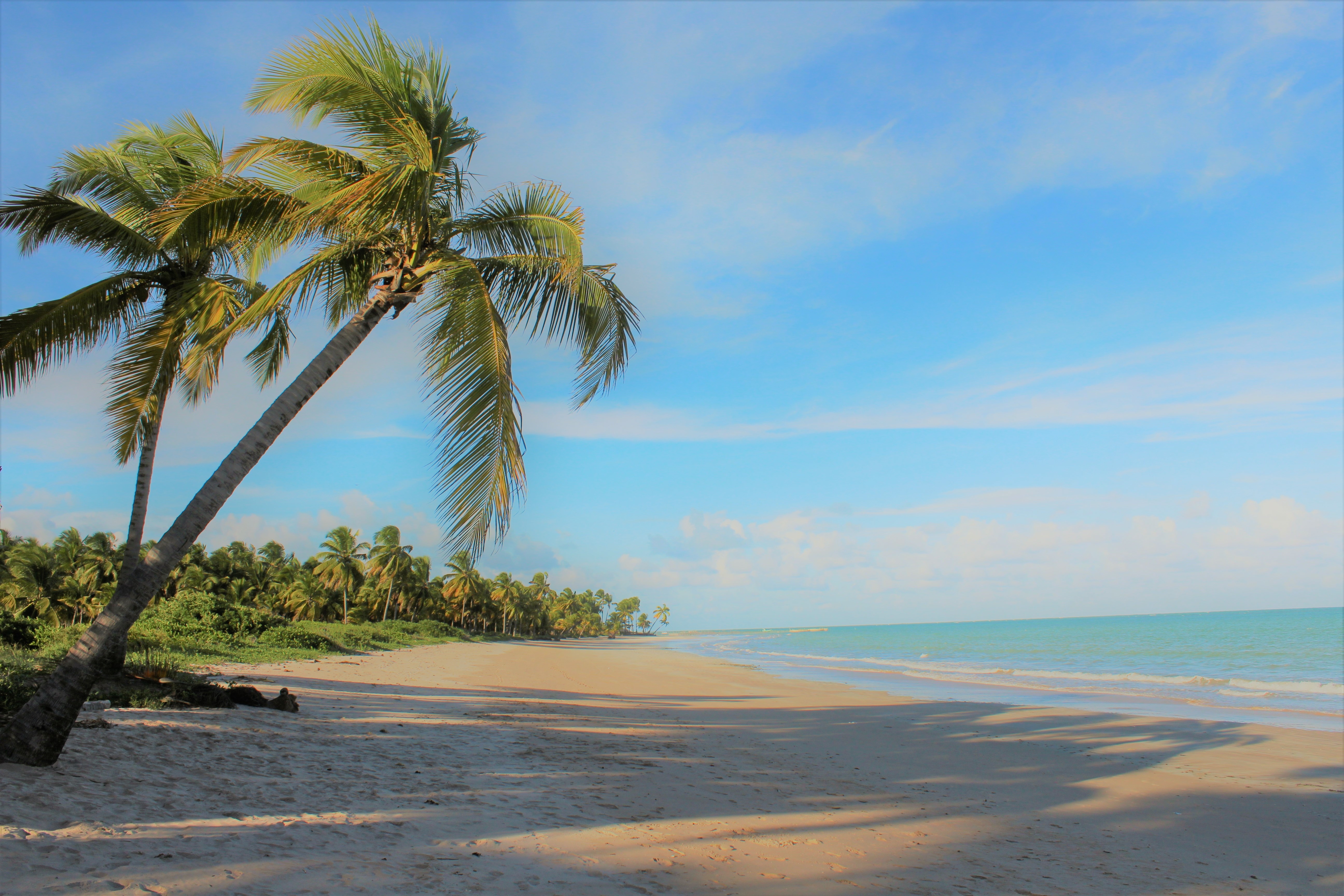 Palmera en playa de Ipioca