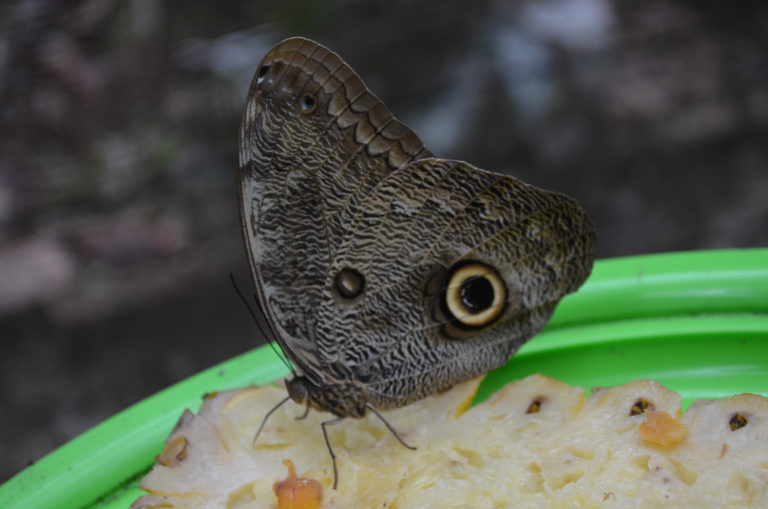 Mariposa en el museo de la Amazonía