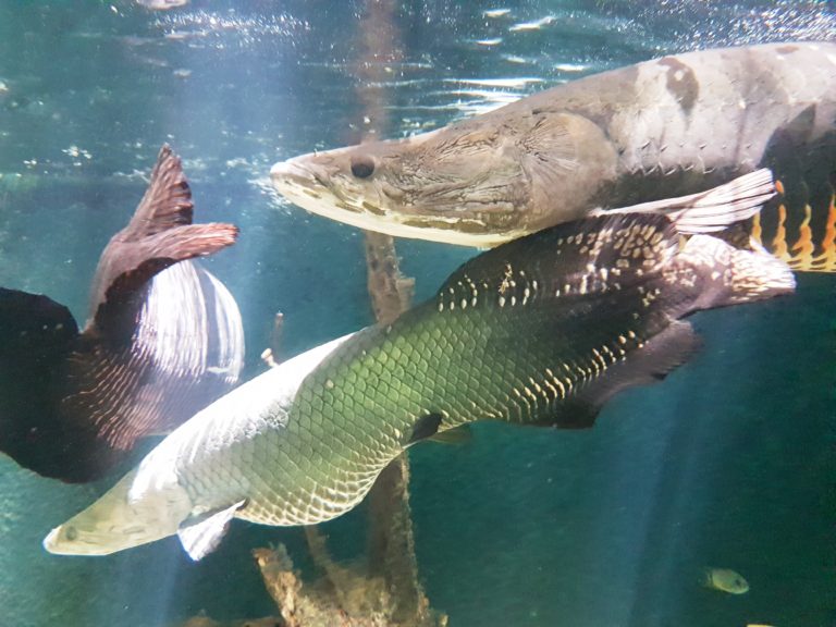 Peces dentro del museo