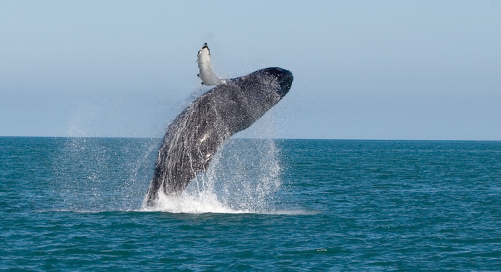 Premium Whale Watching and Swimming with Turtles