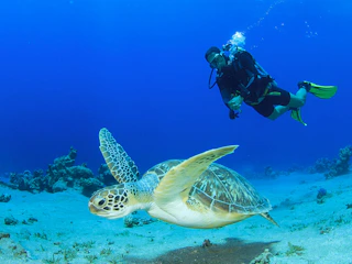 Imagen Buceo Tradicional (Fun Dive) en Máncora Buceo Tradicional