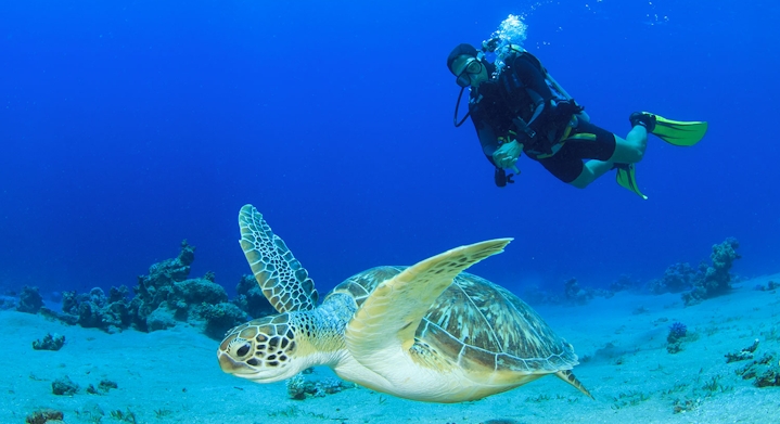 Fun Dive