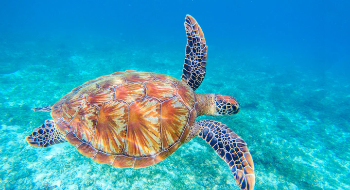 Nado con Tortugas, Pesca y Ceviche