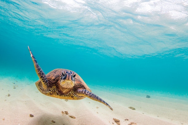 Swimming with Turtles, Fishing and Ceviche: Tours, Prices & Schedules