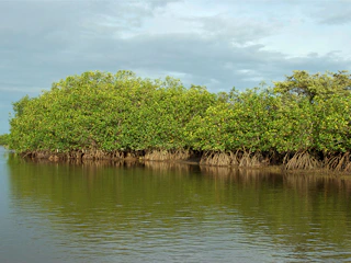 Imagen Santuario Nacional Los Manglares en Máncora Mangroves of Tumbes National Sanctuary