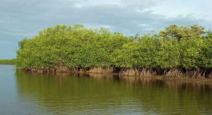 Imagen Santuario Nacional Los Manglares en Máncora