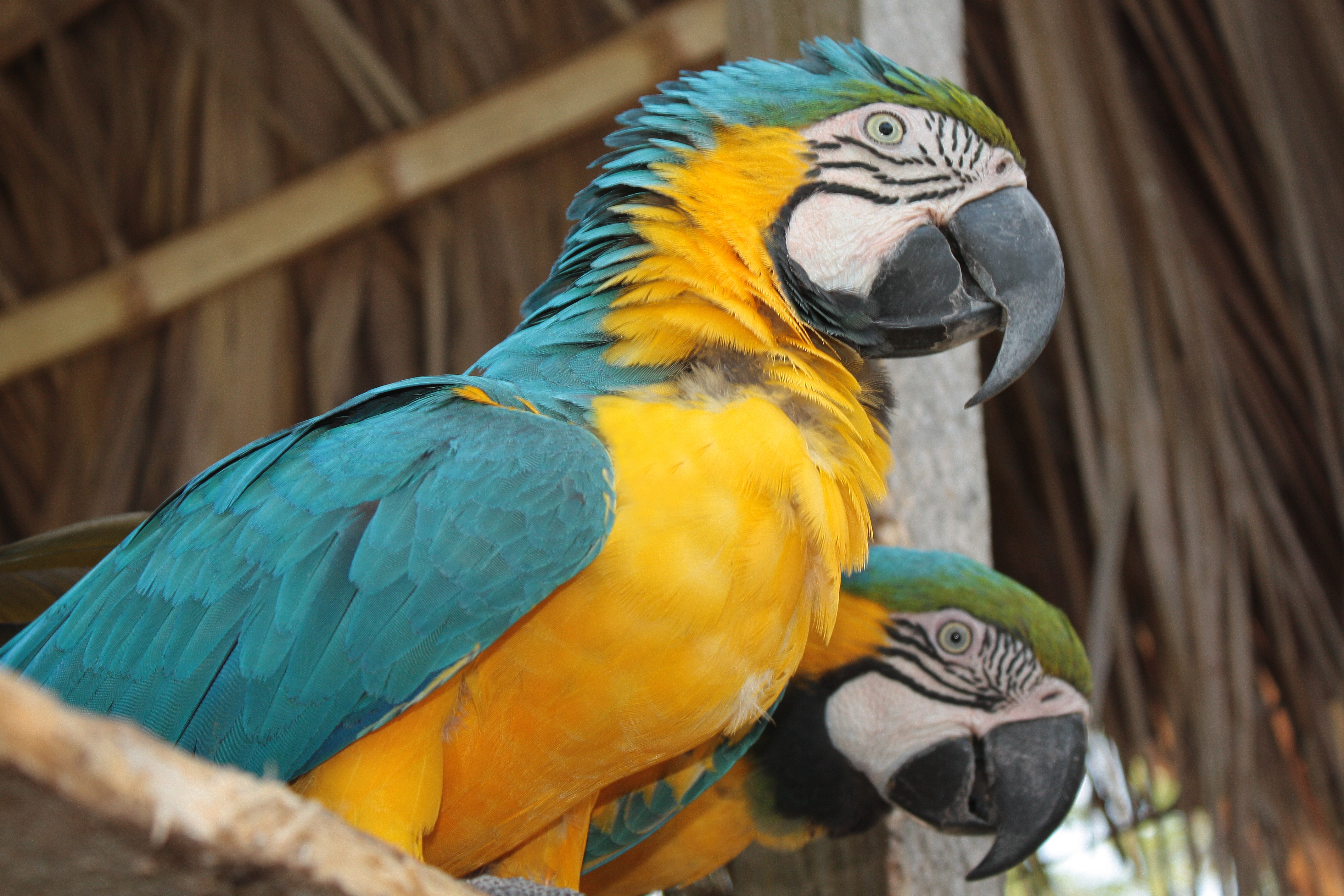 Guacamayas