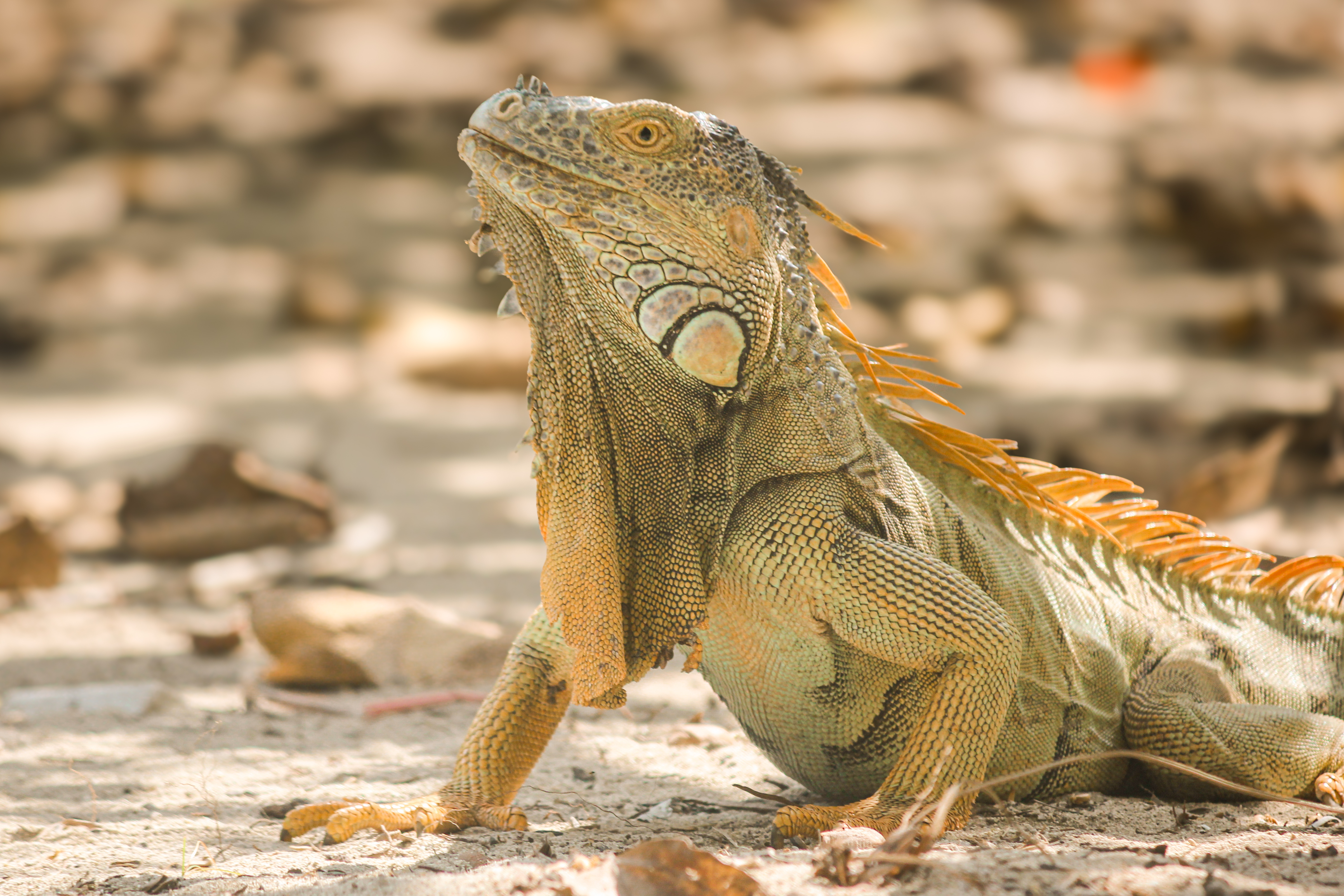 Iguana 