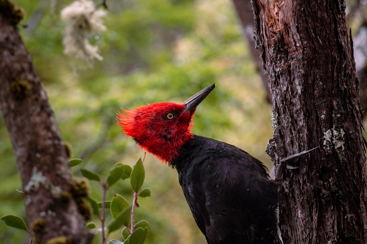 Carpintero negro