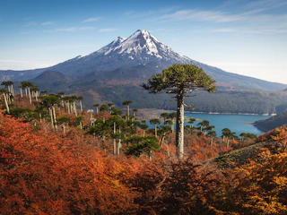 Imagen Trekking Huella del Puma en Melipeuco Volcán Llaima