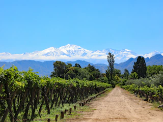 Imagen Full Day Vino y Oliva en Mendoza viñedo en mendoza sin personas