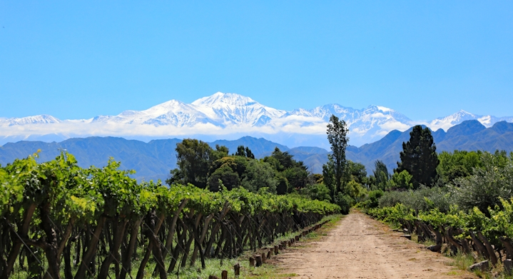 viñedo en mendoza sin personas