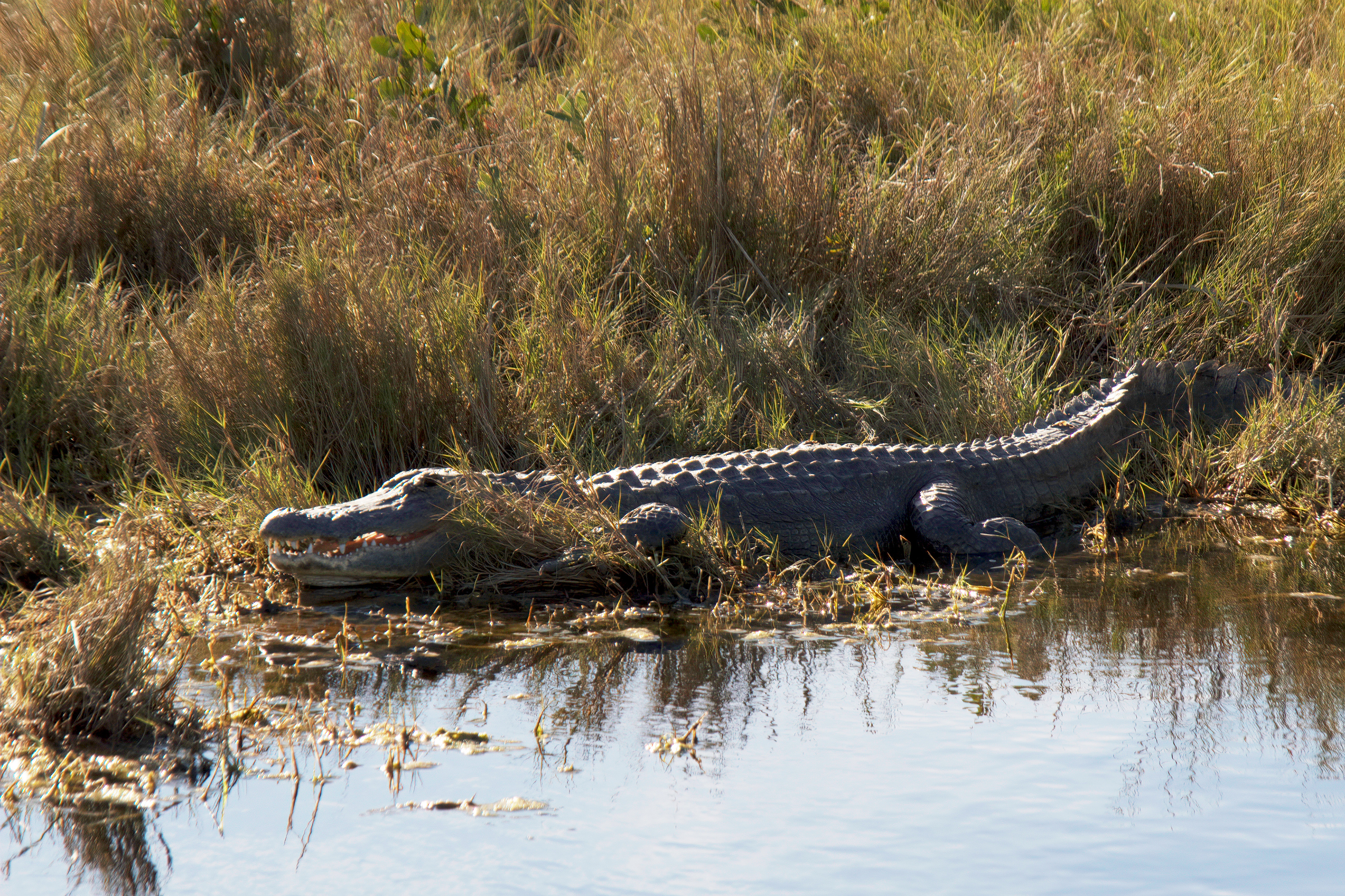 Cocodrilo en Everglades 