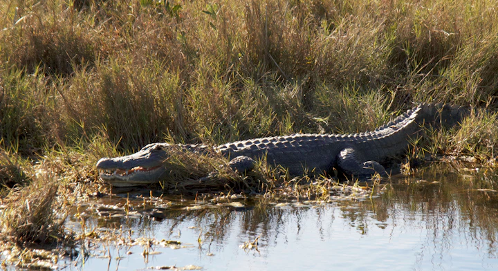 Cocodrilo en Everglades
