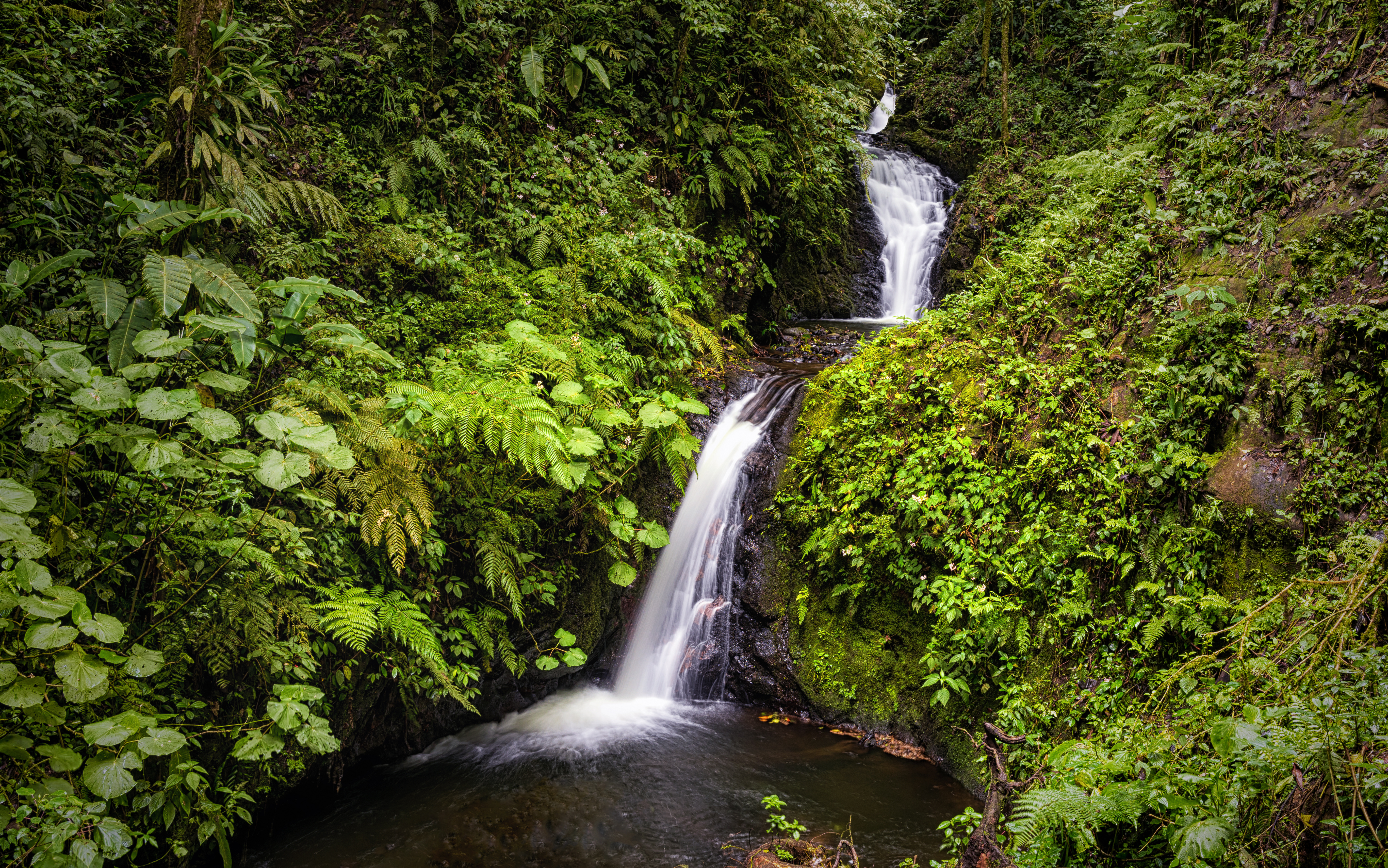 Cascada en Bosque Nuboso Monteverde
