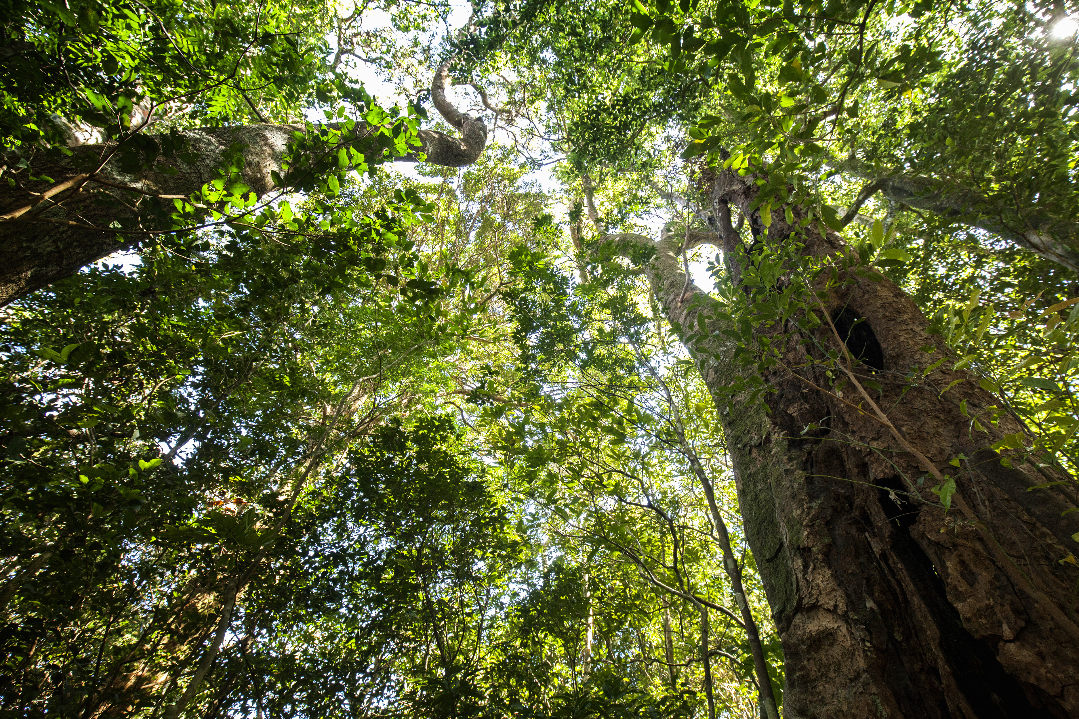 Bosque Eterno de los Niños