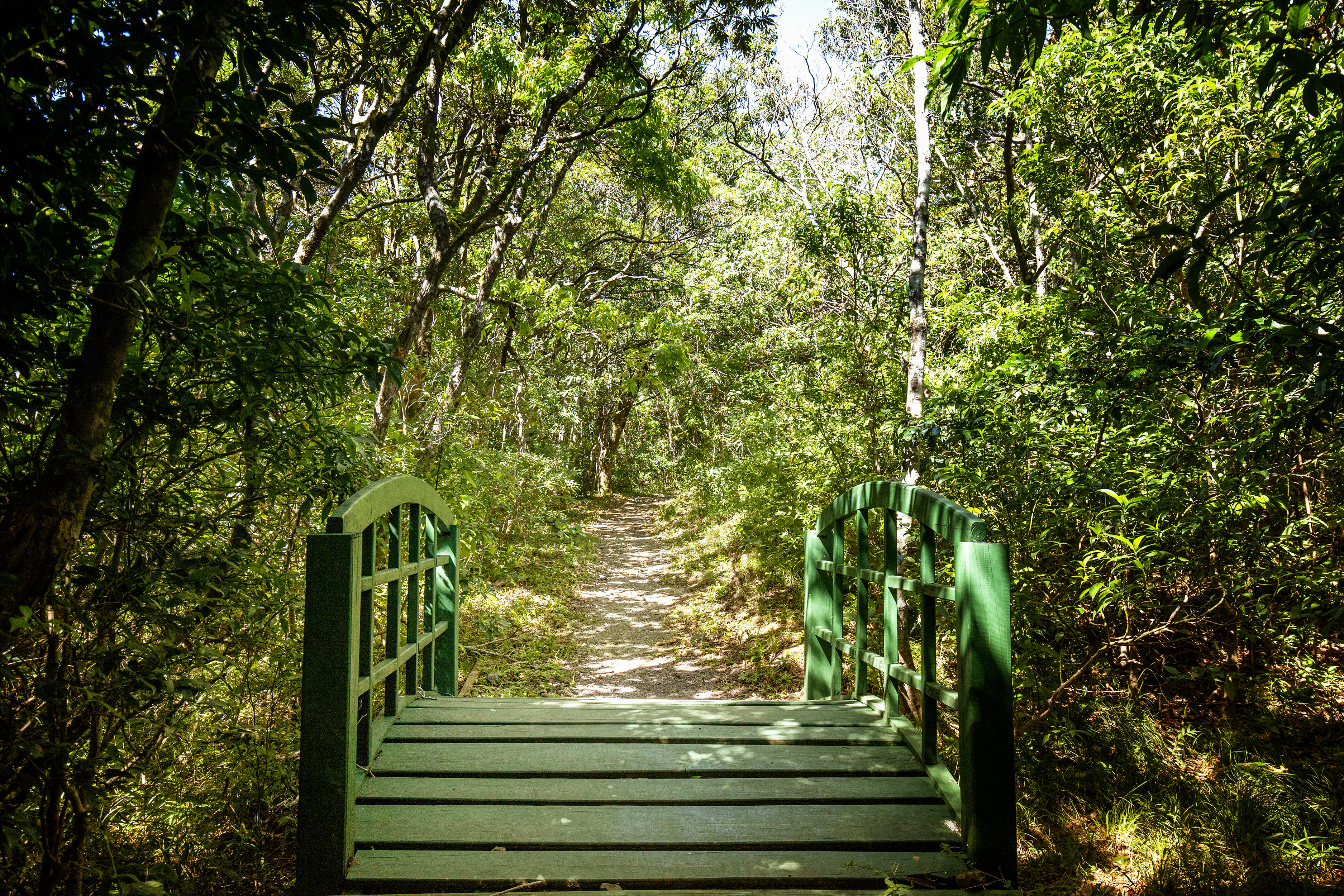 Puente en reserva Curi-Cancha