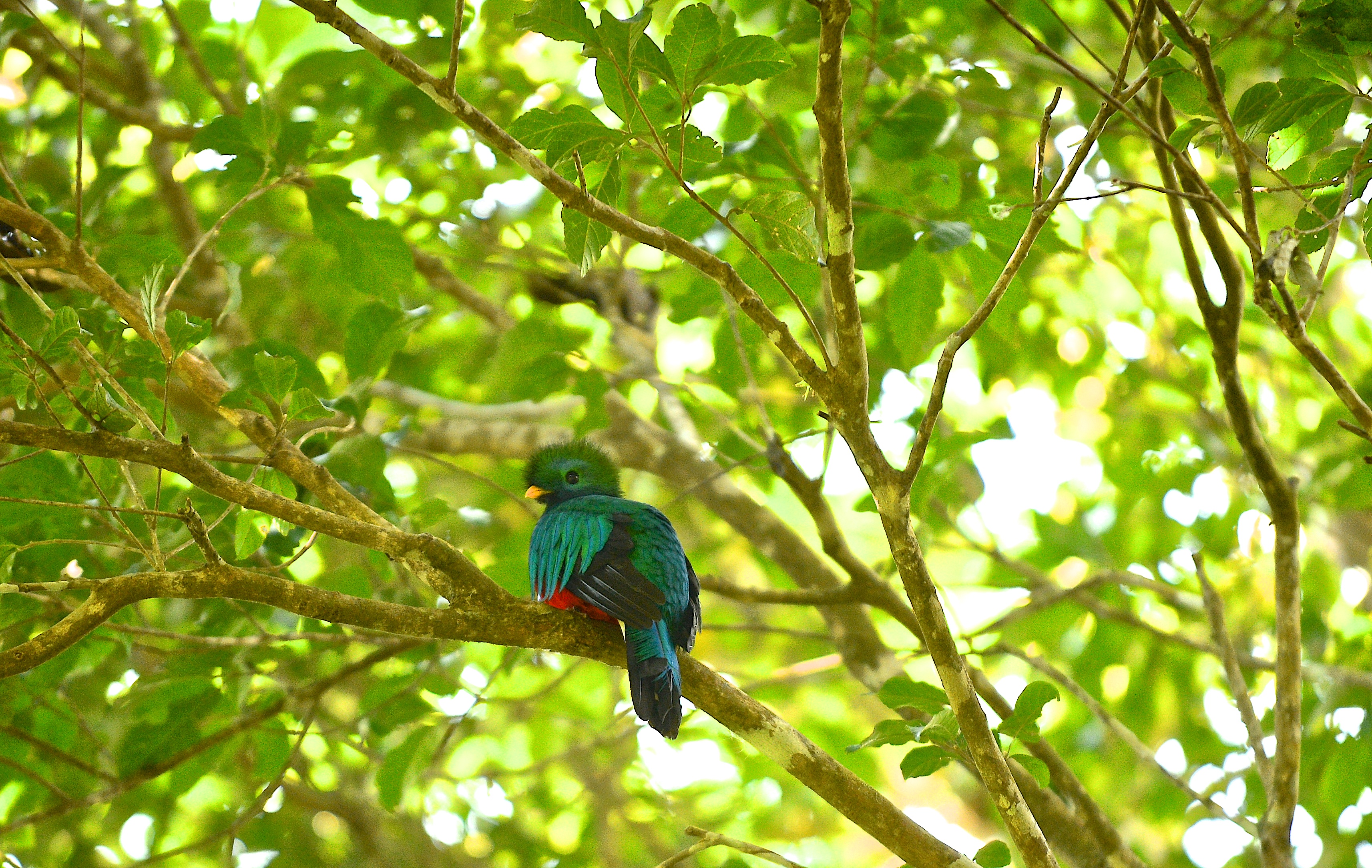Quetzal en reserva Curi-Cancha