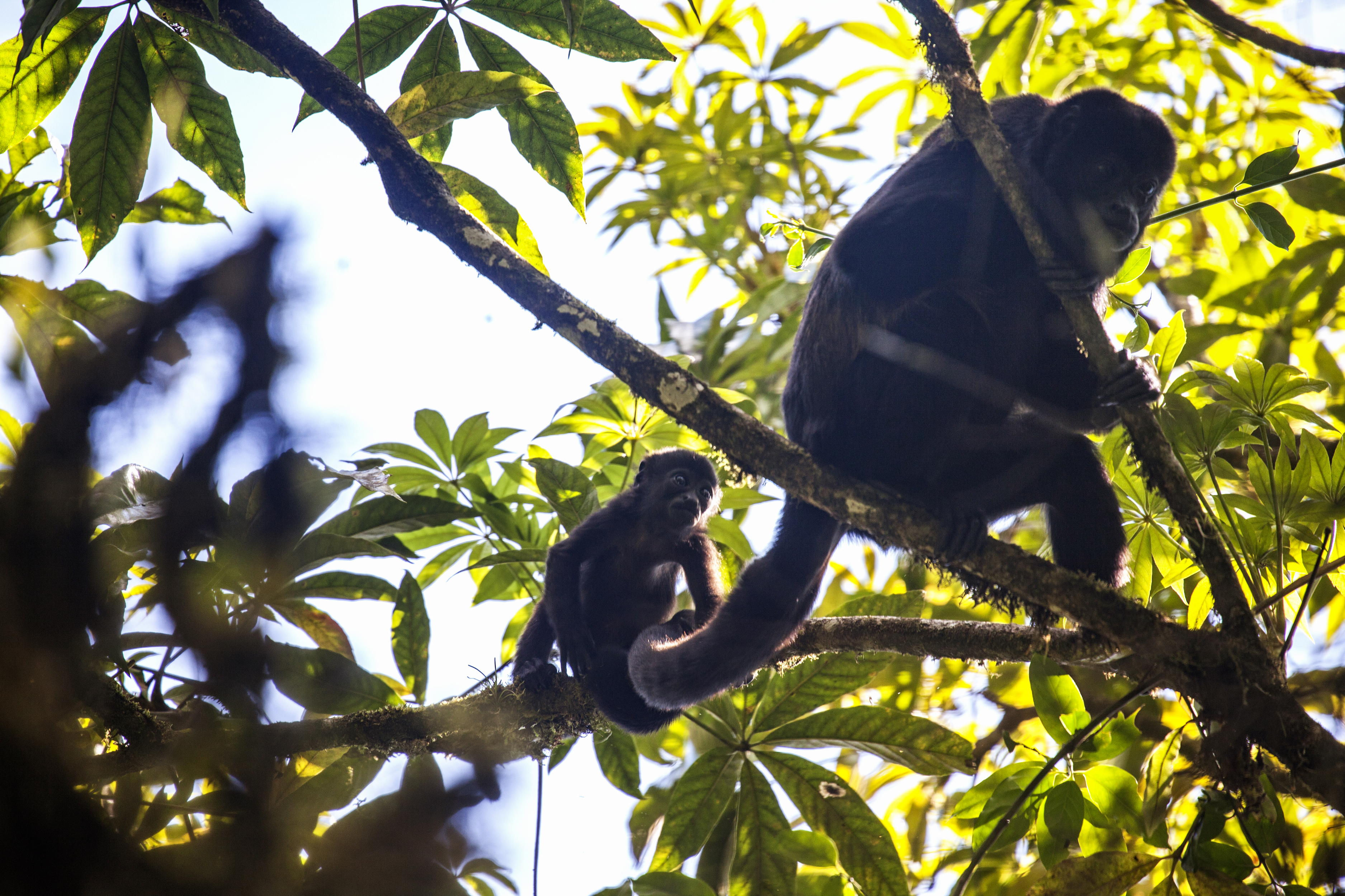 Monos en árboles de reserva natural