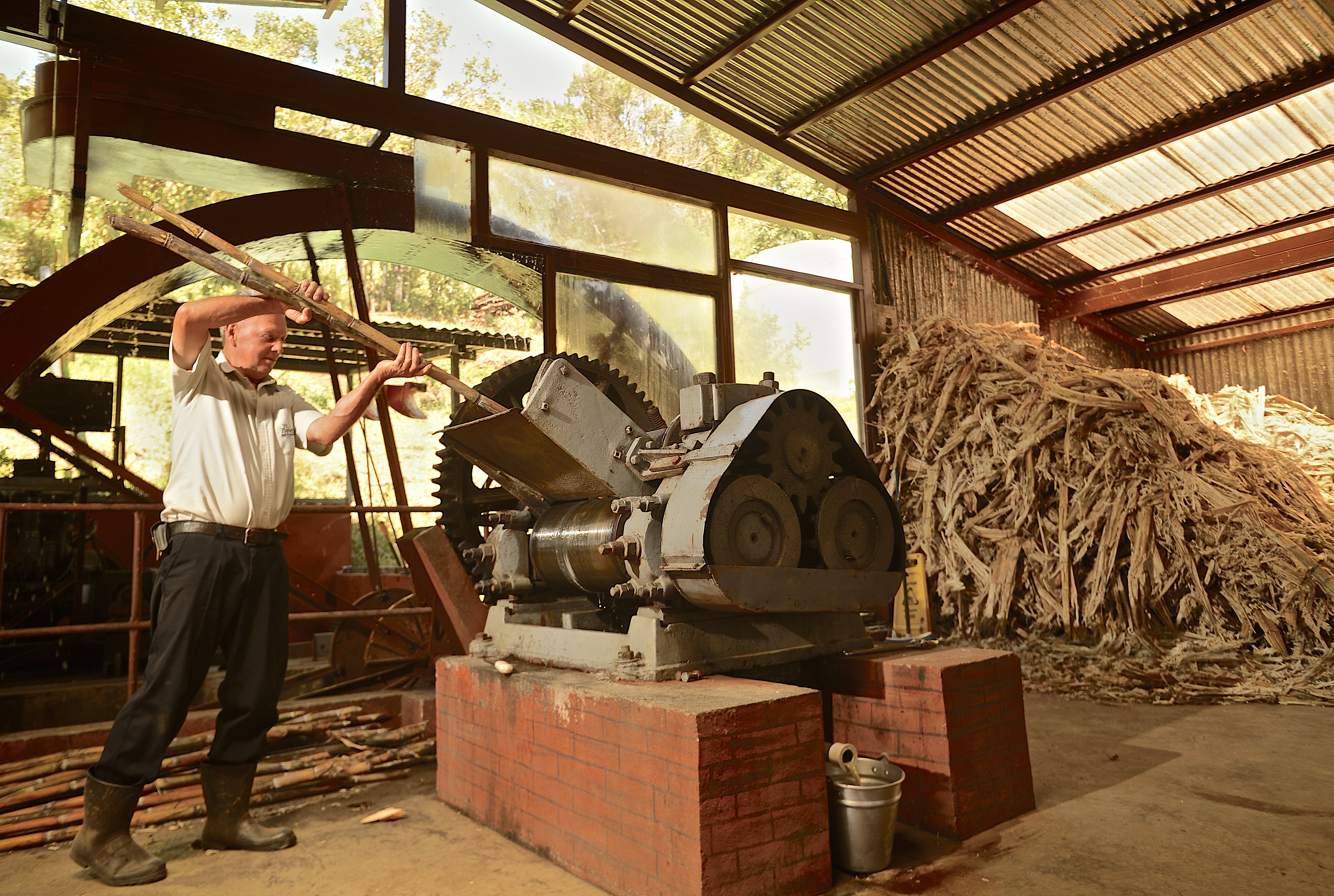 Caña de azúcar en el trapiche