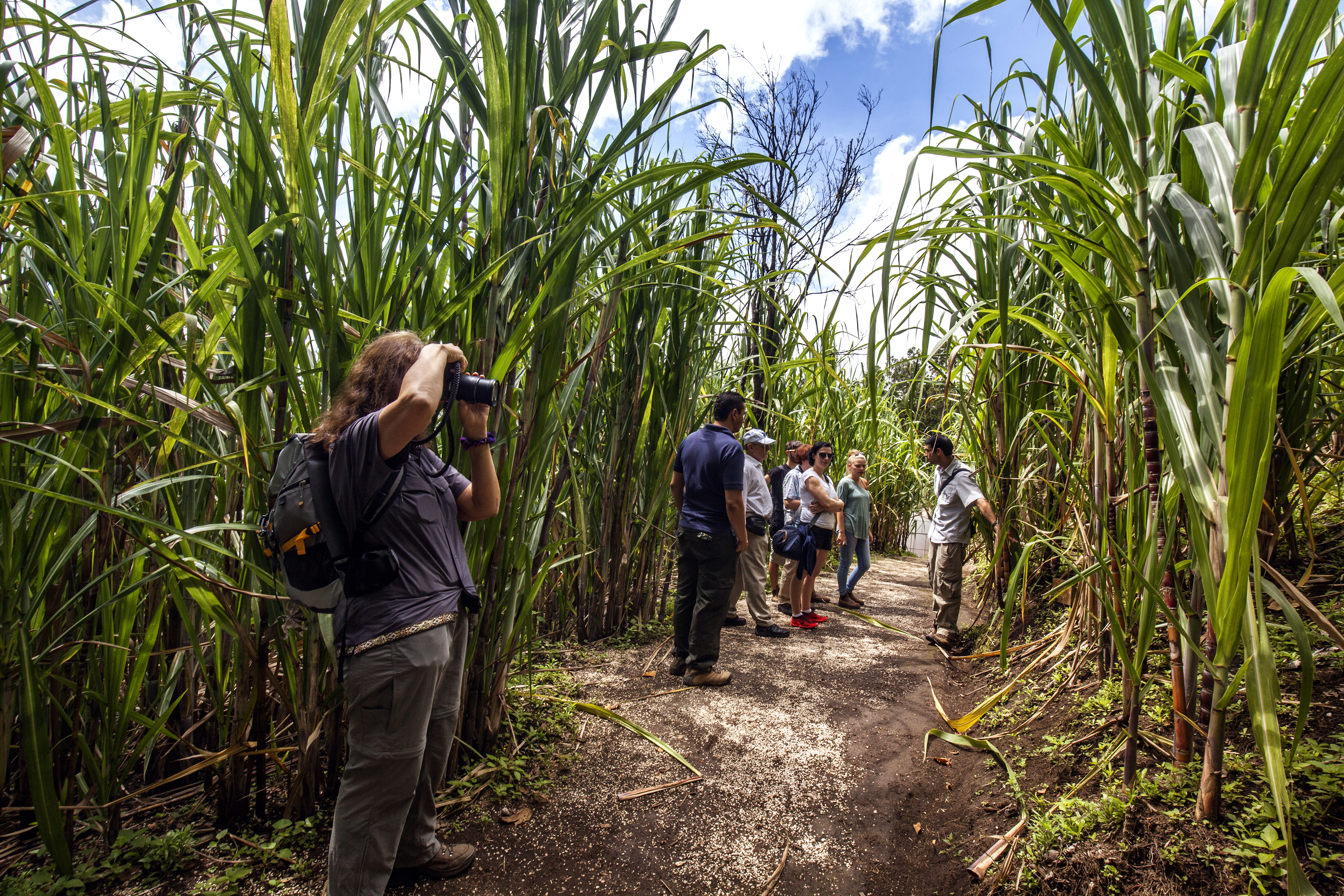 Personas en plantación de caña de azúcar
