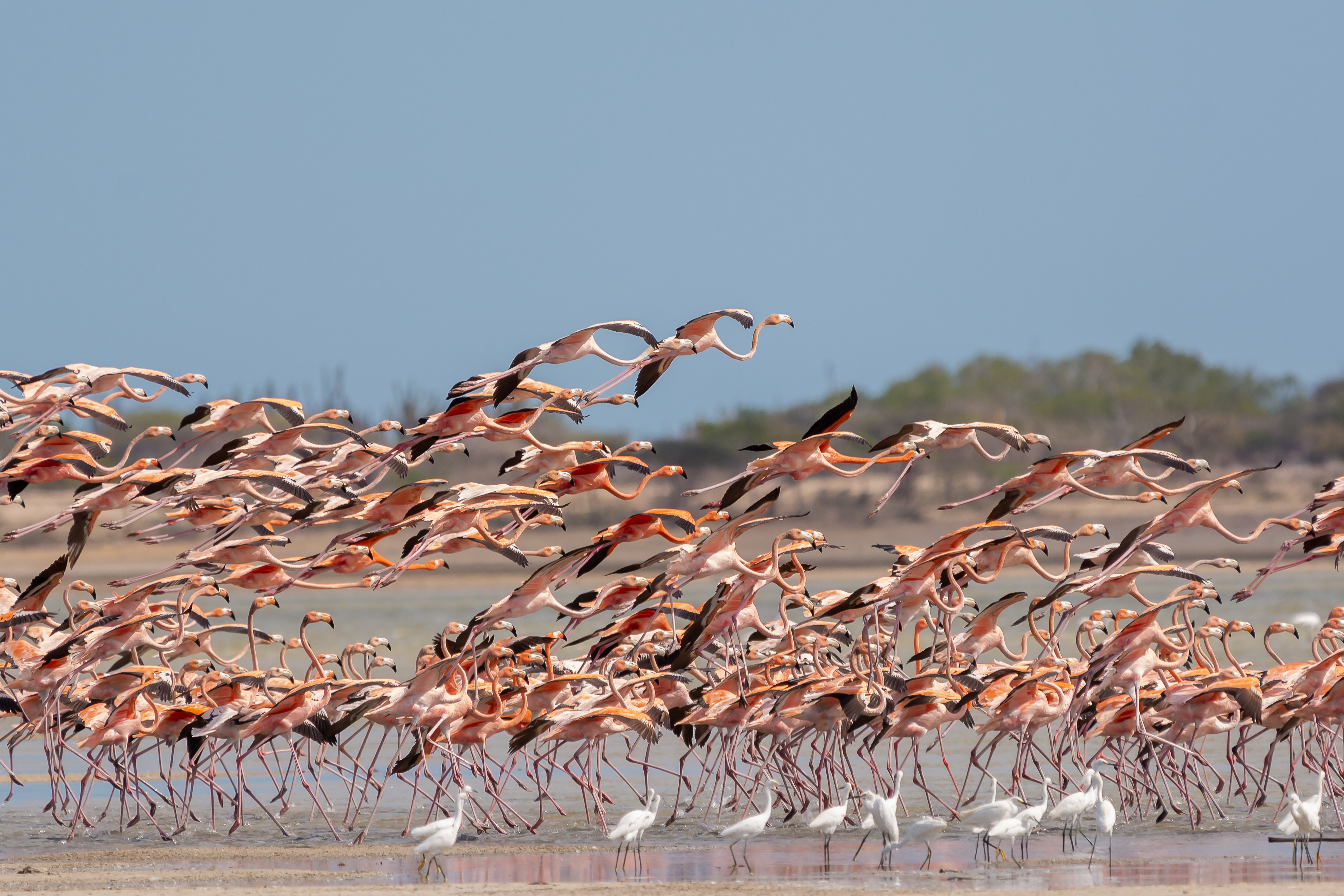 Flamencos volando