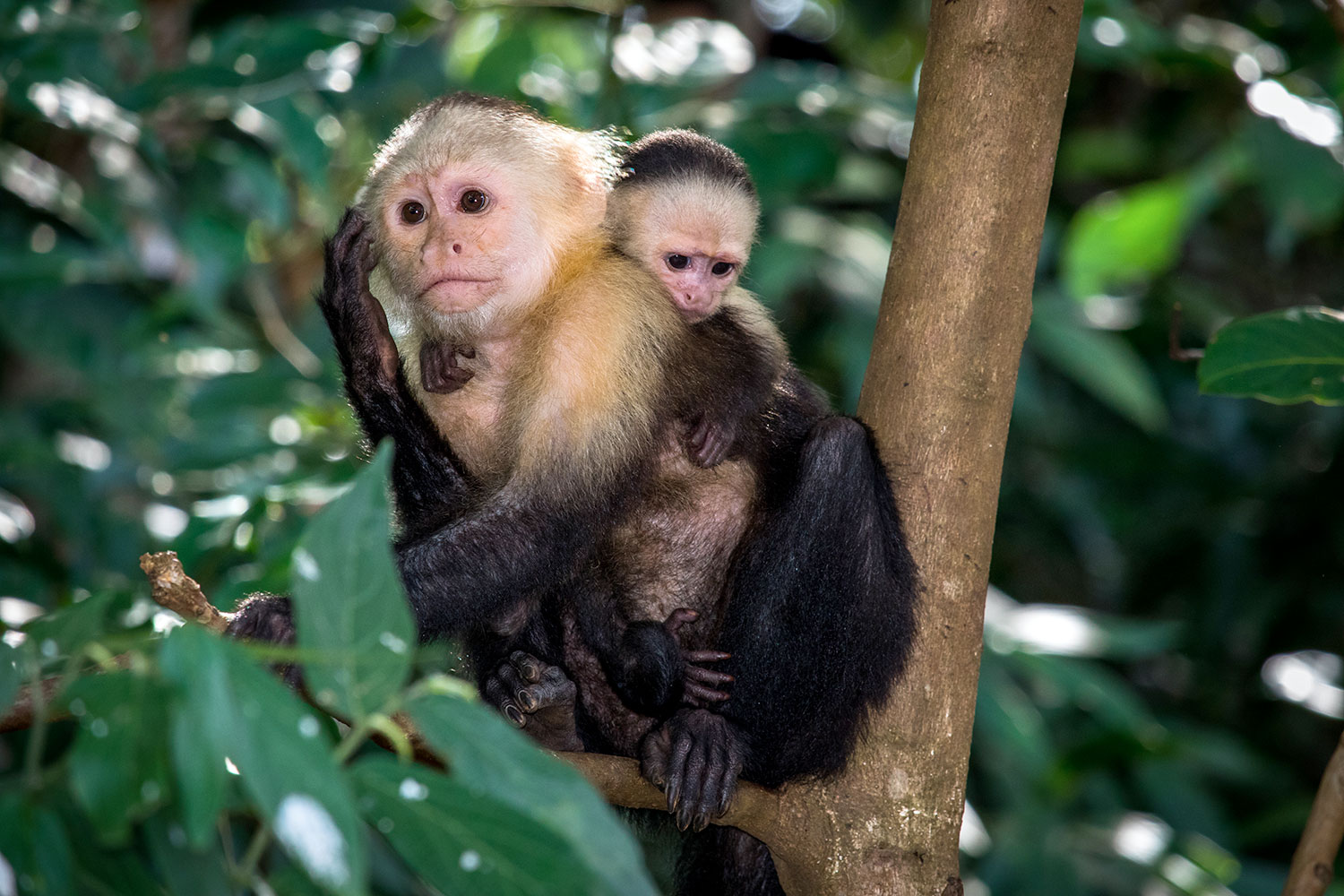 monkey island tour panama