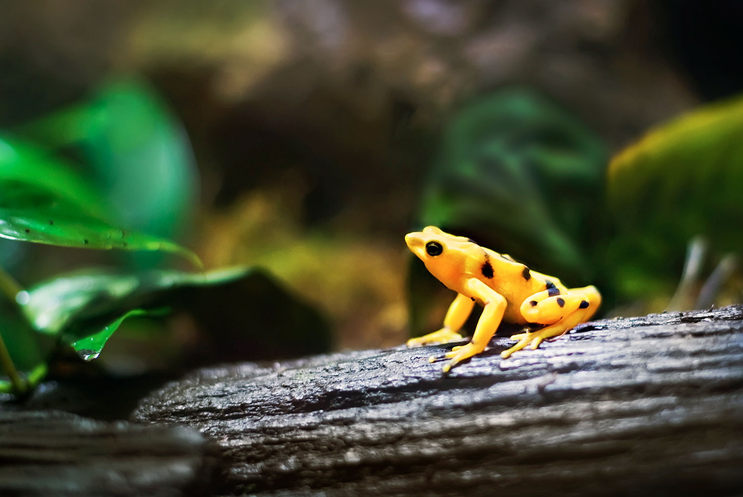 Rana dorada de Panamá