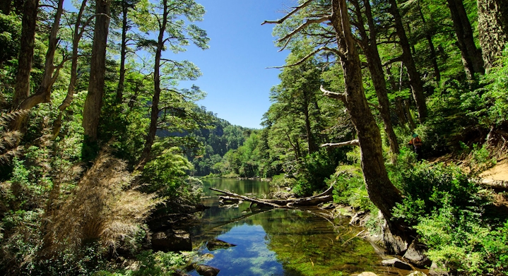 Trilha parque nacional Huerquehue