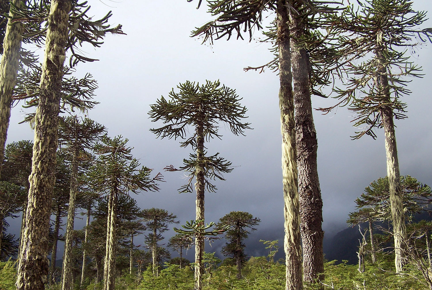 Bosque de araucarias