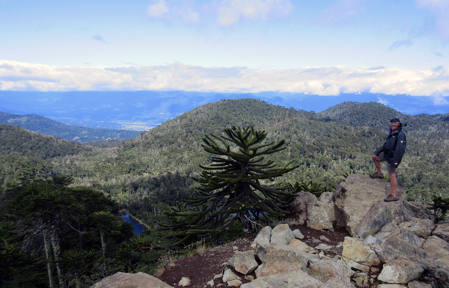 Araucaria con cerro de fondo