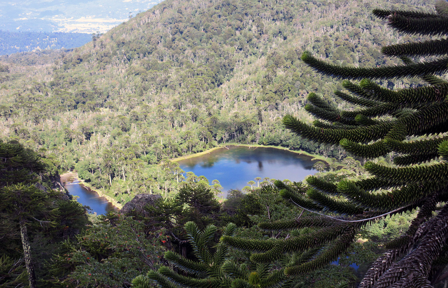 Laguna y araucaria