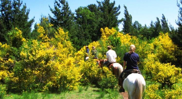 Cabalgata en la Araucanía