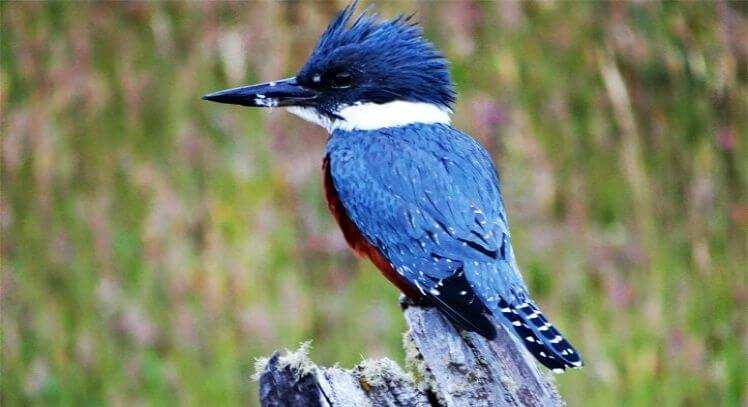 Ave posada sobre un tronco en Pucón.