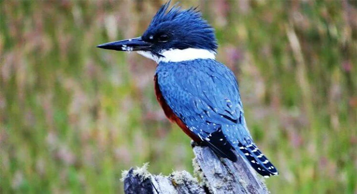 Ave posada sobre un tronco en Pucón.